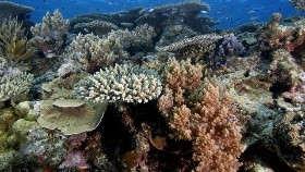 coralli omar