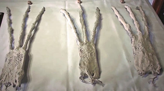 momia10Le incredibili mummie di Nazca560